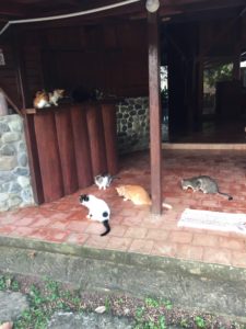 Crazy cat lady, cats of costa rica, cahuita, costa rica, bungalow malu